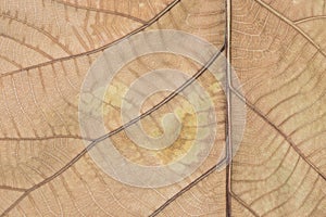 Dry brown leaf texture