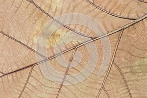 Dry brown leaf texture