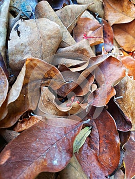 dry brown leaves accumulate