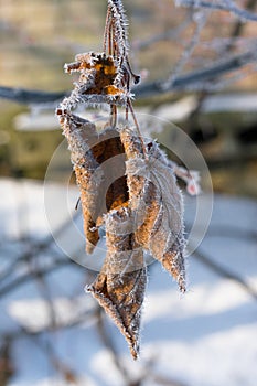 Dry brown leaves covered with frost in winter hanging from the tree. Autumn leaves in the winter