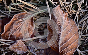 Dry brown leaves lie on frosty ground in late autumn and are frost-covered