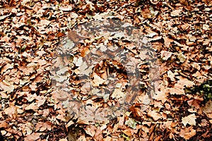 Dry brown leaves pile on ground