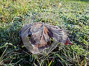 Dry, brown maple leaf frozen with morning frost in the light of the rising sun in early autumn on green grass in park