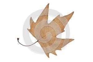 Dry brown maple leaf isolated on white