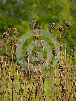 Dry brown overblown knapweed flowers