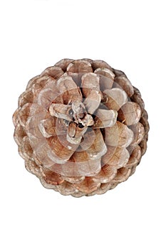 Dry brown pine cone