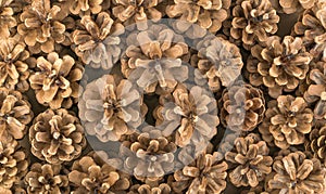 Dry Brown Pine Cones Background, Texture or Pattern