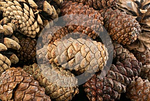 Dry Brown Pine Cones Background, Texture or Pattern