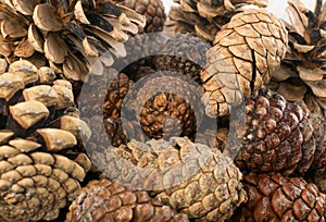 Dry Brown Pine Cones Background, Texture or Pattern