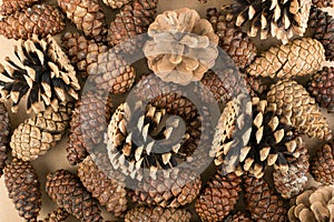 Dry Brown Pine Cones Background, Texture or Pattern