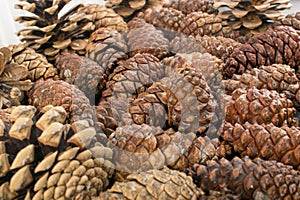 Dry Brown Pine Cones Background, Texture or Pattern