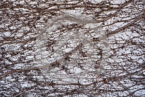 Dry brown twigs on the white wall texture