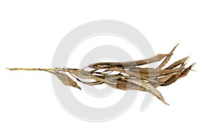 Dry brown willow branch isolated