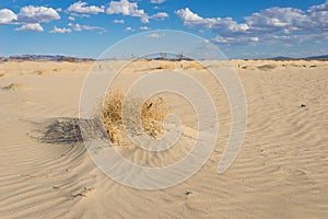 Dry Brush in California Desert