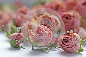 Dry buds of small pink roses flowers with green sepals
