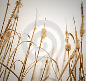 A dry bullrush on the background of sky