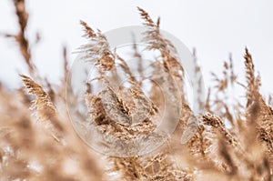 Dry bulrush plant