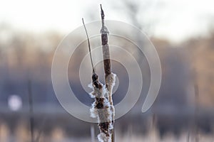 Dry Bulrush plant in early spring time