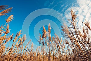 Dry bulrush reed, low angle