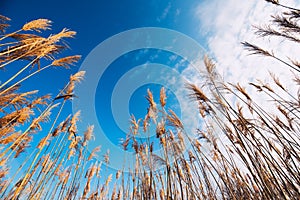Dry bulrush reed, low angle