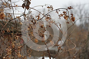 Dry bumps of hops and an old fence