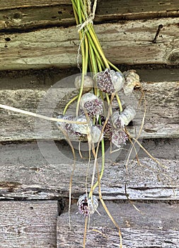Dry bunch of garlic flowers with seeds on the background of a wooden old wall