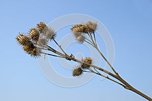 Dry burdock