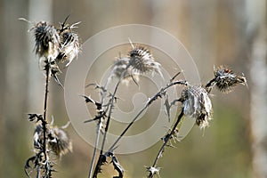 Dry burdock in autumn day on forest