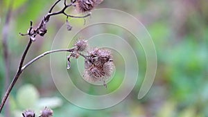 Dry burdock fluttered in the wind under a shallow rain