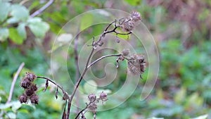 Dry burdock fluttered in the wind under a shallow rain