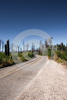 Dry and burned forestland photo