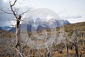 Dry and burned trees in the landscape of the Torres del Paine mountains in autumn, Torres del Paine National Park, Chile