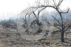 Dry burned wood at noon in summer