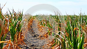 Dry and burnt corn field. drought and food shortage concept