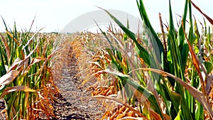 Dry and burnt corn field. drought and food shortage concept