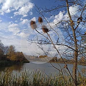 dry Burr of Teasel Comb & x28;Dispacus sylvestris& x29; by the lake, surrounded by branches