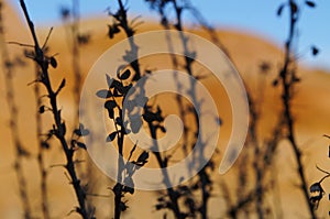 Dry bush at amazing martian landscape,Altai Mars in Western Siberia,Chagan- Uzun,Altai Republic,Russia