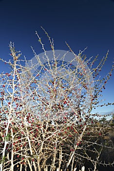 Dry bush with berries