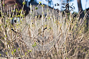 Dry bush with berries