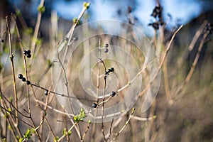 Dry bush with berries