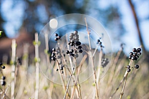 Dry bush with berries