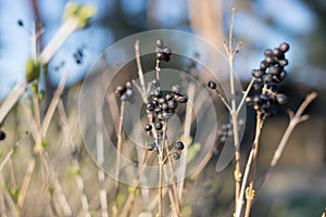 Dry bush with berries