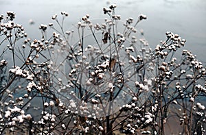 Dry bush burdock with spines.