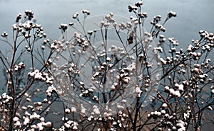 Dry bush burdock with spines.