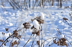 Dry bush burdock with spines