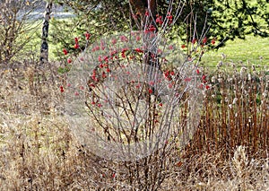 Dry bush with red berries