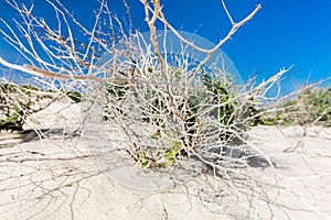 Dry bush in sandy desert