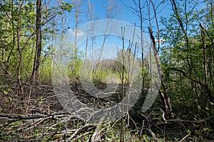 Dry bush trunks are cut off the ground