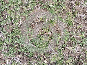 dry bushes in the field at noon