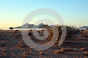 Dry bushes in the foreground against a sunset in a desert landscape with distant rocky mountains in the distance